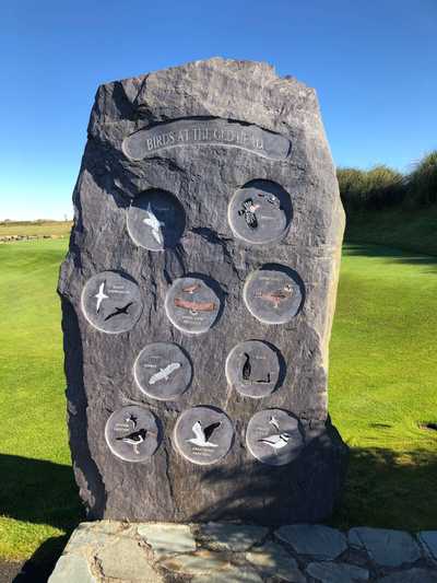 Birds of Old Head